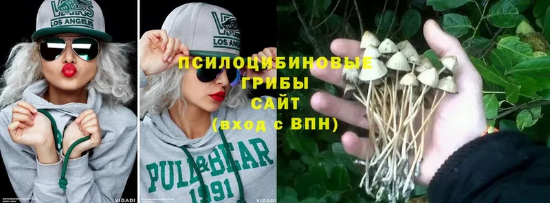 магазин    Бор  Псилоцибиновые грибы Psilocybe 